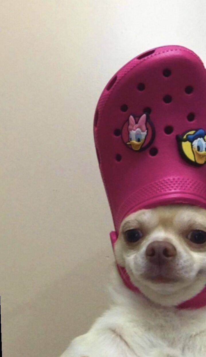 Funny Dog Pfp Profile Picture with Crocs on Head
