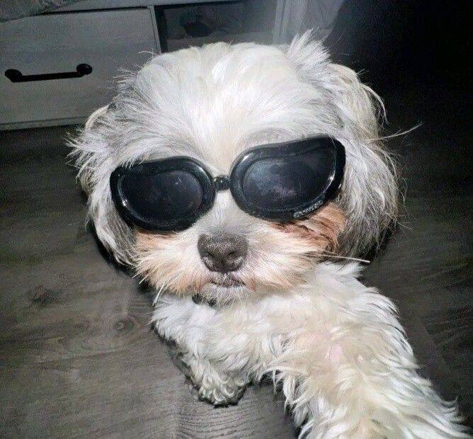 Funny pfp Profile Picture of Dog with Sunglasses