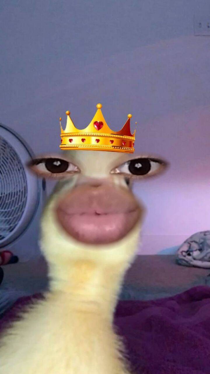 Funny pfp Profile Picture of Duck with Crown and Funny Eyes