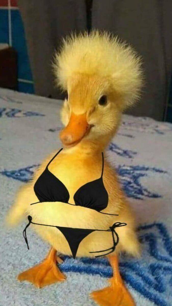 Funny pfp Profile Picture of Duck in Bikini