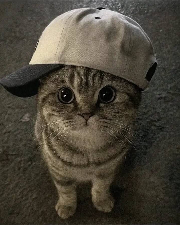 Funny Cat pfp Profile Picture with Cap