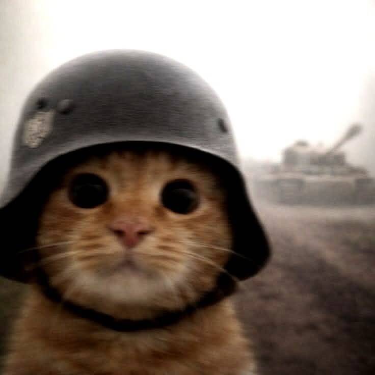 Funny Cat pfp Profile Picture with Helmet