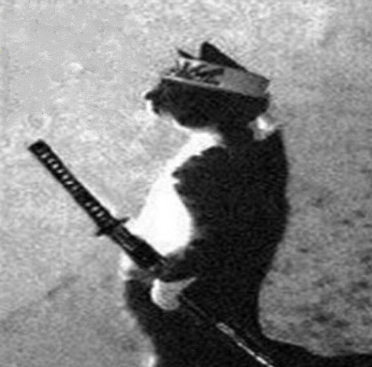 Funny Cat pfp Profile Picture with Samurai Bandana