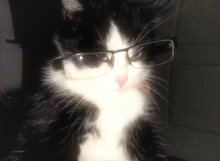 Funny Cat pfp Profile Picture with Glasses