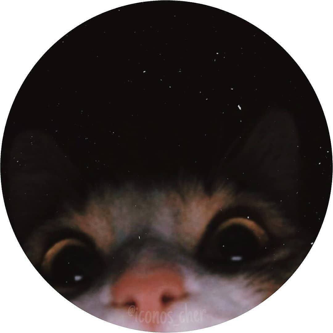 Funny Cute Cat pfp Profile Picture for Whatsapp