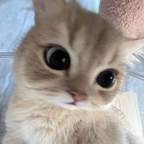 Funny Cat pfp Profile Picture with Big Eyes