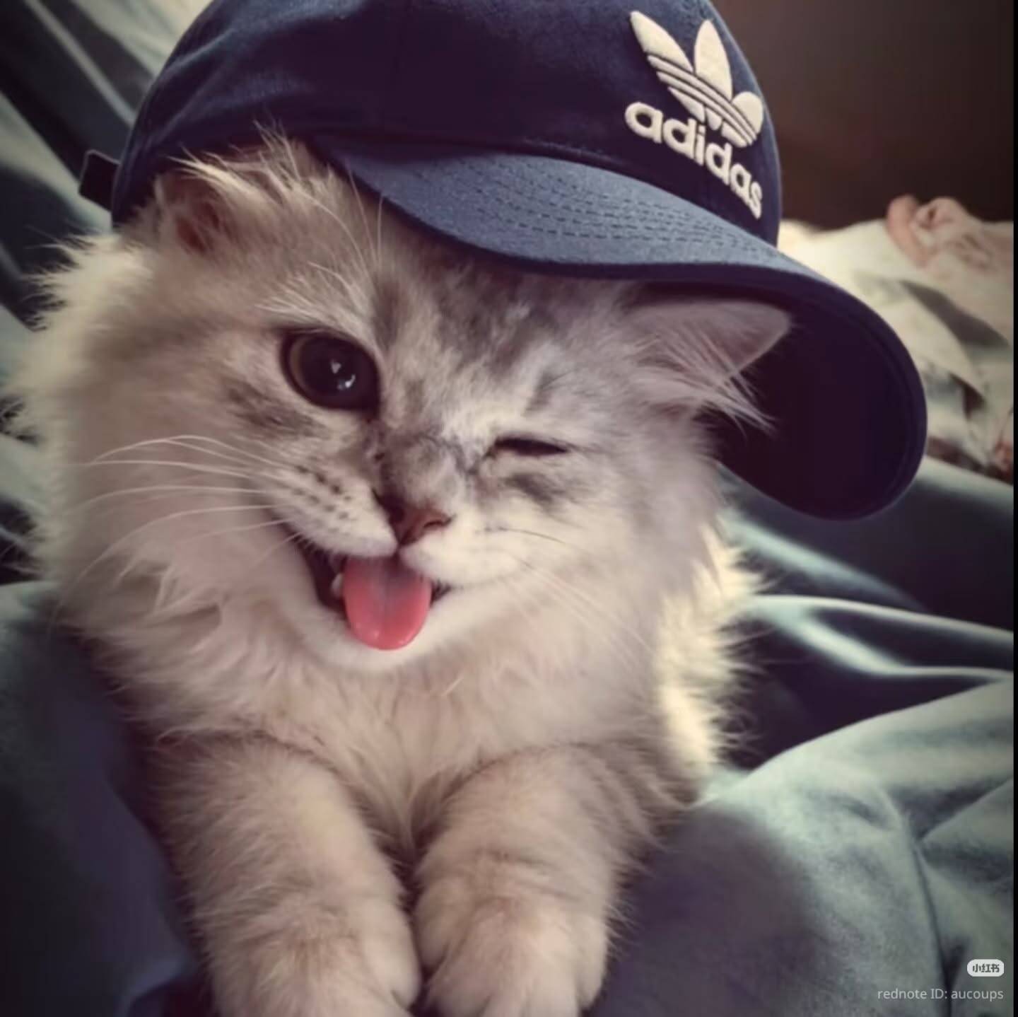 Funny Cat pfp Profile Picture with Hat