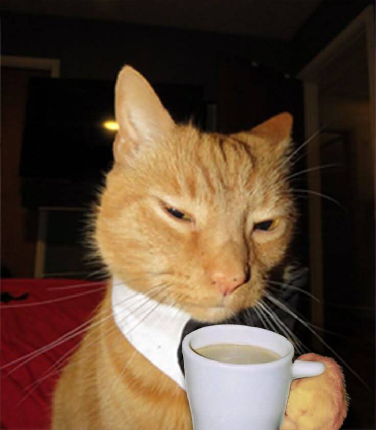 Funny Cat pfp Profile Picture with Coffee Mug