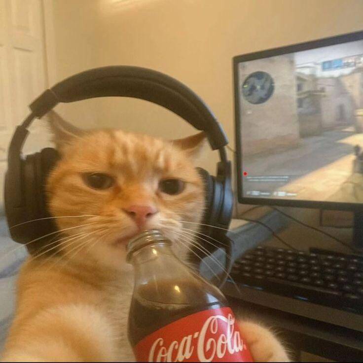 Funny Cat pfp Profile Picture with Headphones and Soda