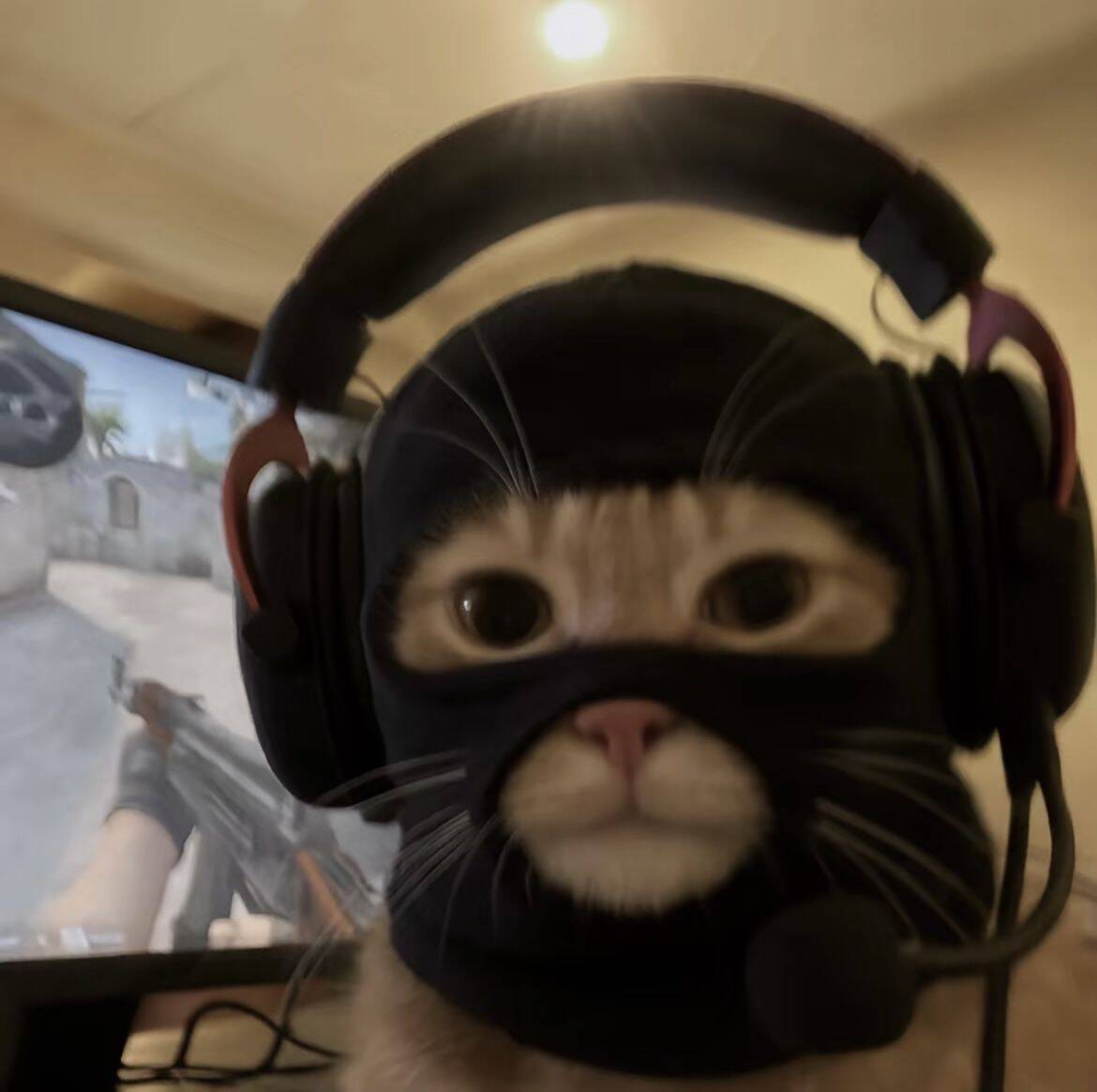 Funny Cat pfp Profile Picture with Headphones