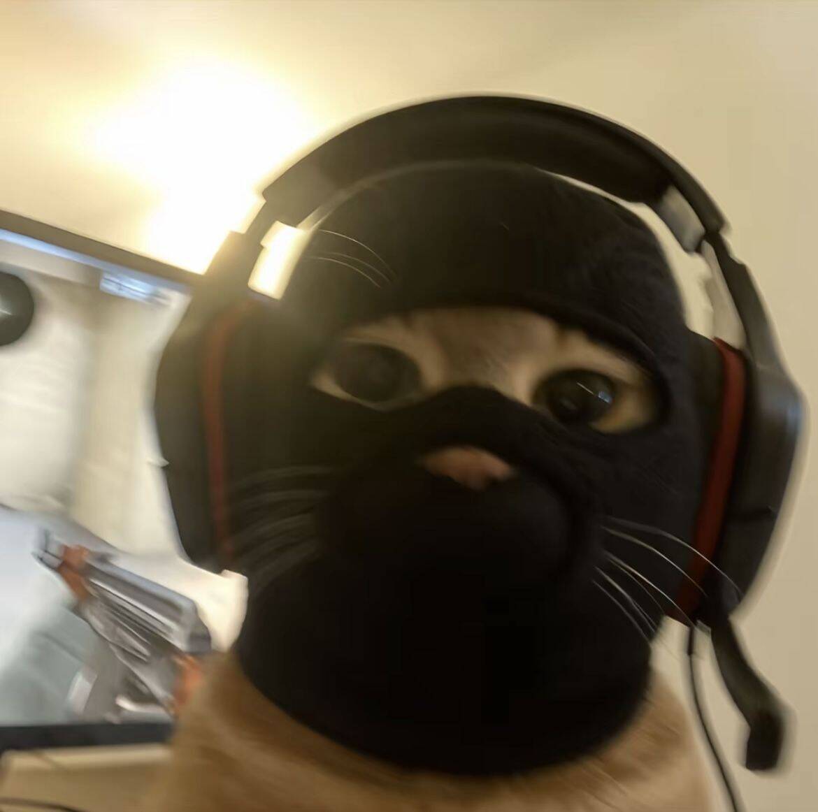 Funny Cat pfp Profile Picture with Mask for Whatsapp