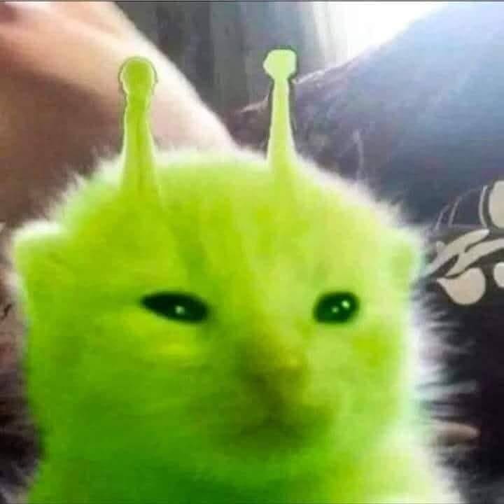 Funny Cat pfp Profile Picture with Neon Effects