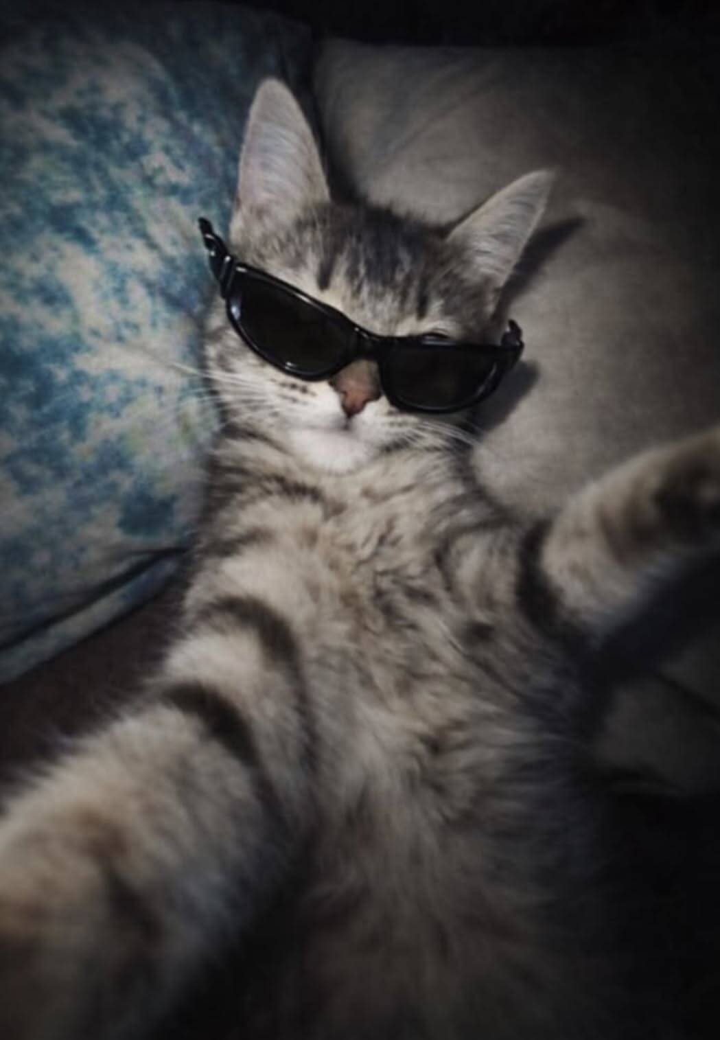 Funny Cat pfp Profile Picture with Sunglasses