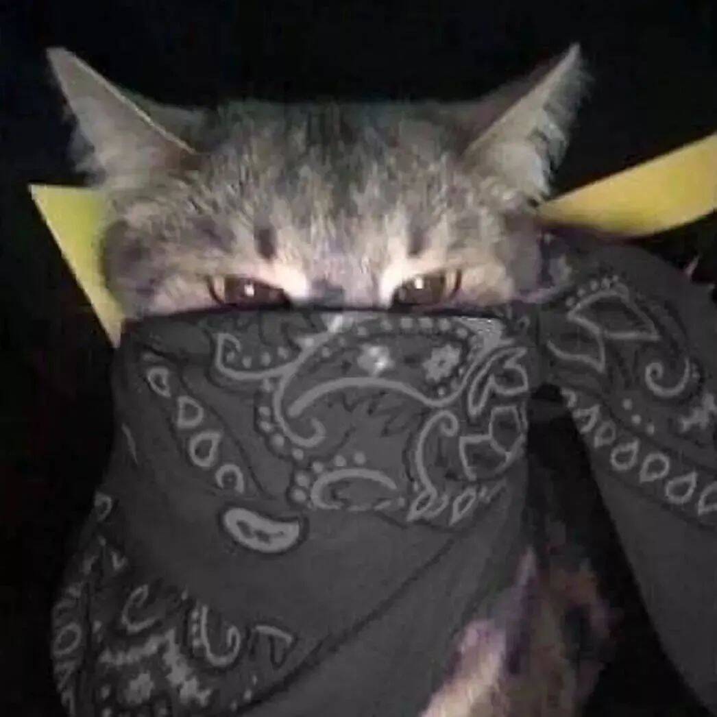 Funny Stylish Cat Instagram pfp Profile Picture