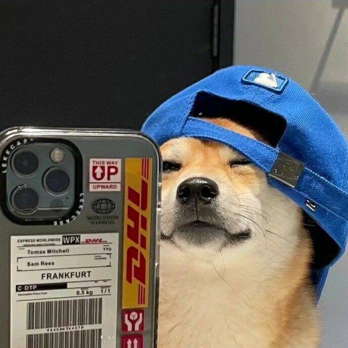 Funny Dog with Cap WhatsApp pfp Profile Picture