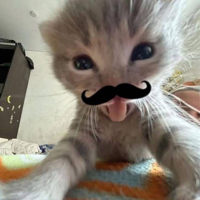 Funny Kitten pfp Profile Picture with Mustache and Sticking Tongue