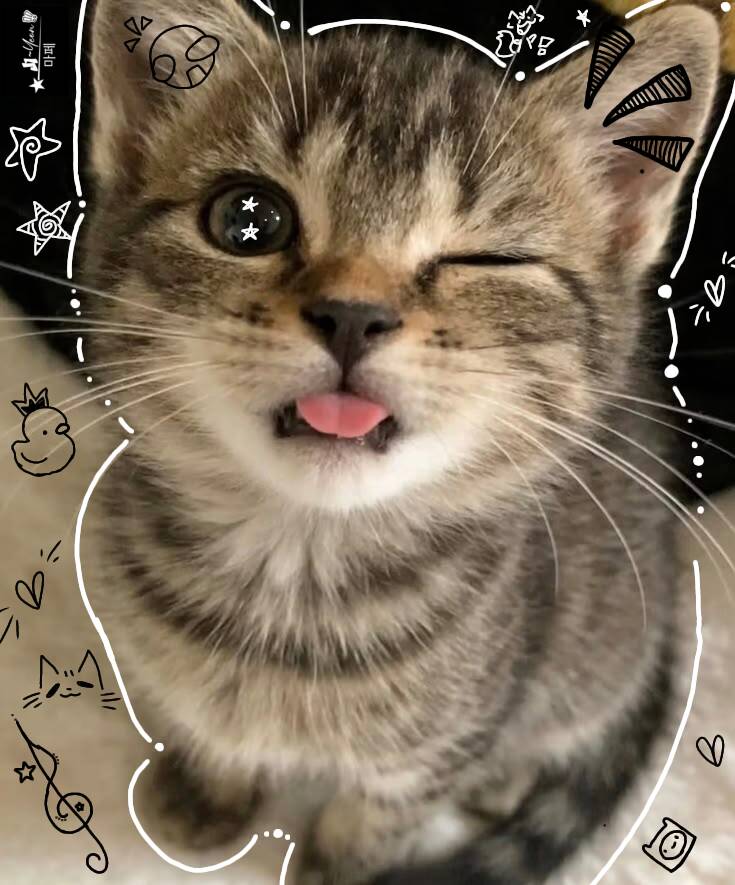 Funny Kitten pfp Profile Picture Sticking Out Tongue