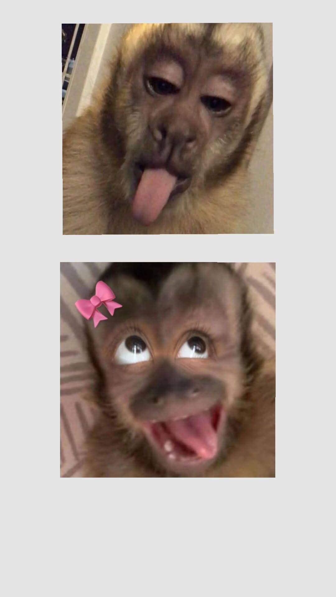 Funny Monkeys pfp Profile Picture for Matching Couple
