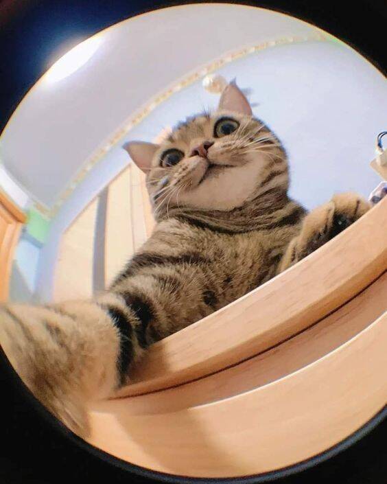 Funny Cute Cat pfp Profile Picture