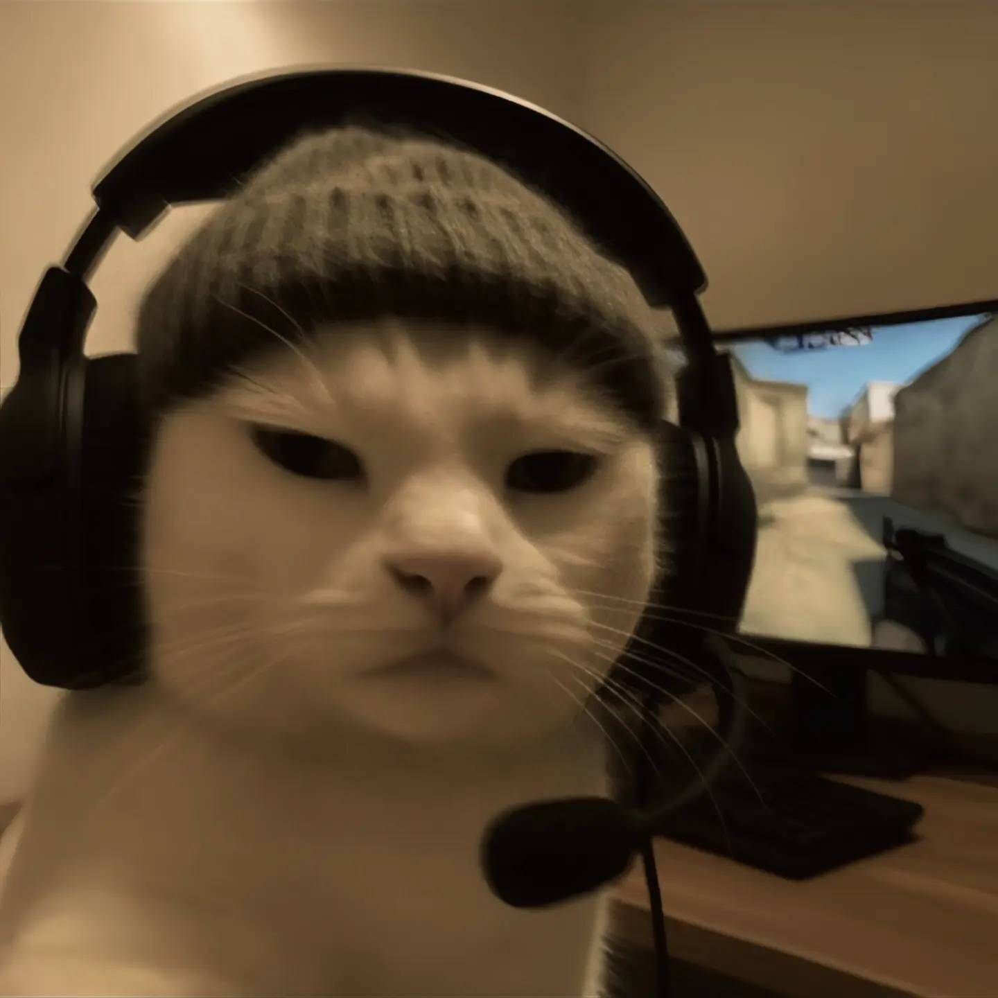 Funny Cat with Headphones pfp Profile Picture