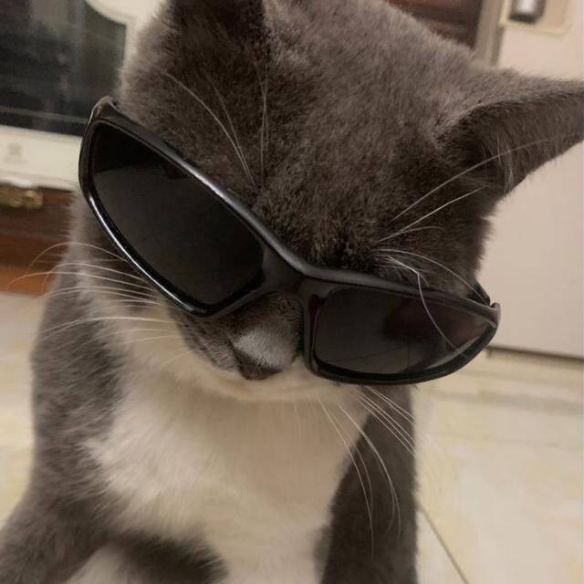 Funny WhatsApp Profile Picture of Cat with Glasses