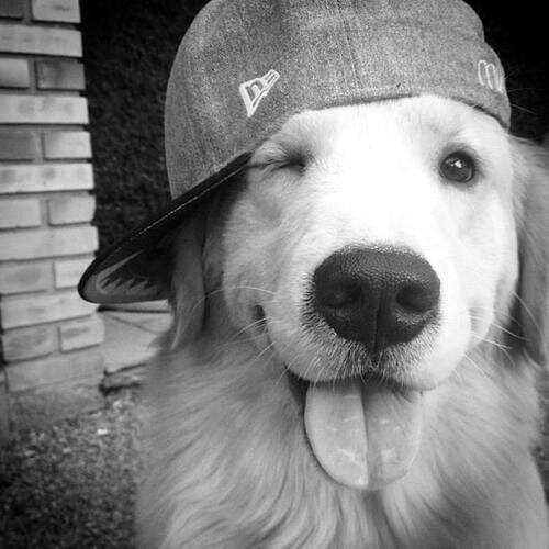 Funny Cute Dog pfp Profile Picture