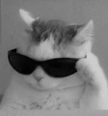 Funny Stylish Cat pfp Profile Picture