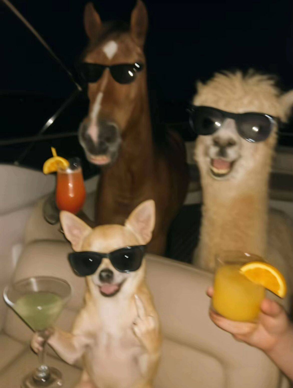 Funny pfp Profile Picture of Animal with Sunglasses