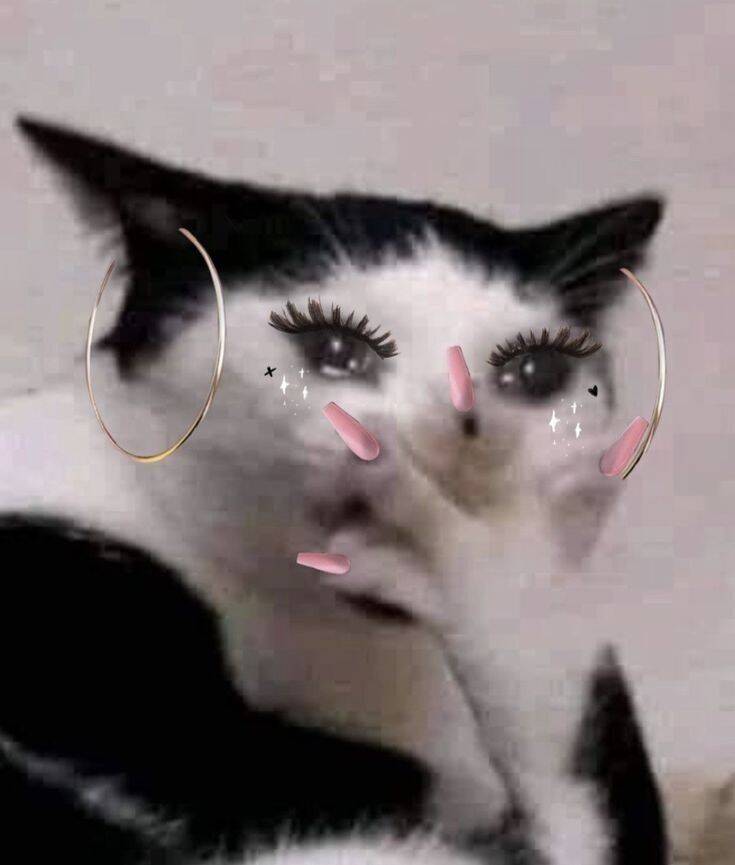 Funny pfp Profile Picture of Cat with Fun Makeup