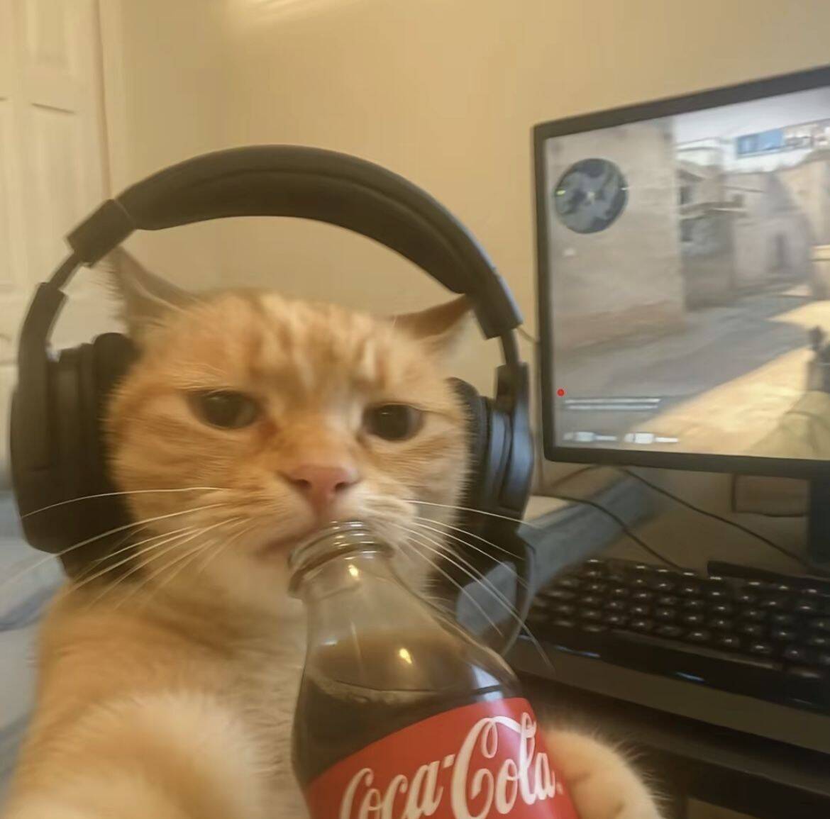Funny pfp Profile Picture of Gamer Cat with Headphones and Soda