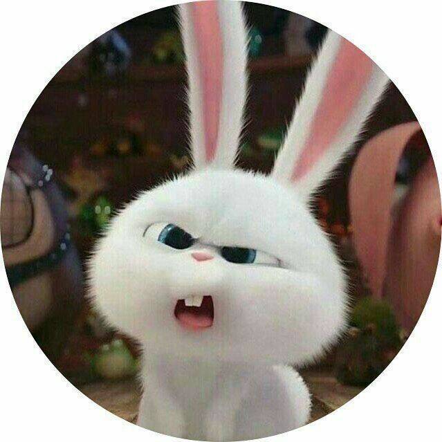 Funny Rabbit with Silly Face pfp Profile Picture