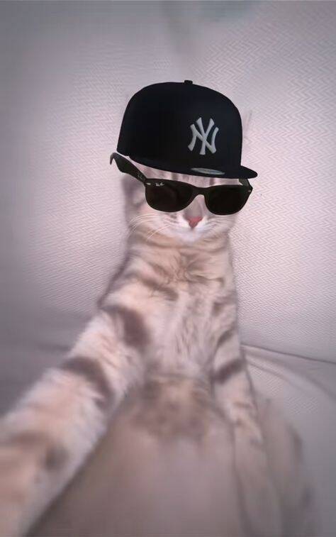 Funny Stylish Cat pfp Profile Picture