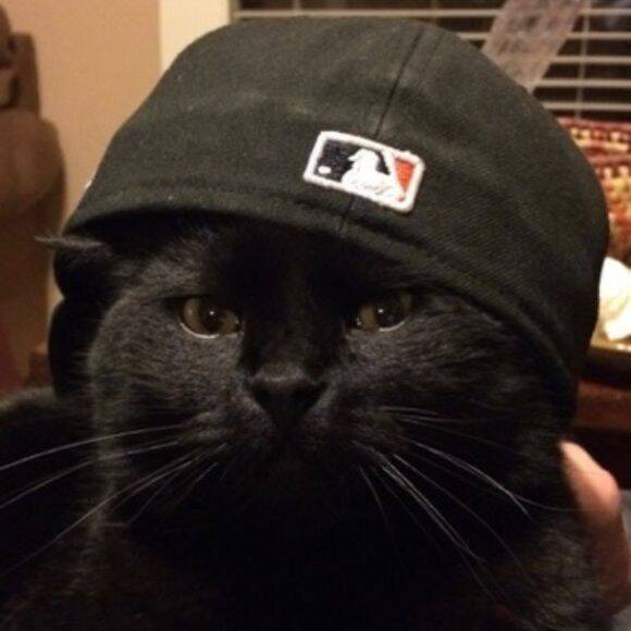 Funny Stylish Cat pfp Profile Picture