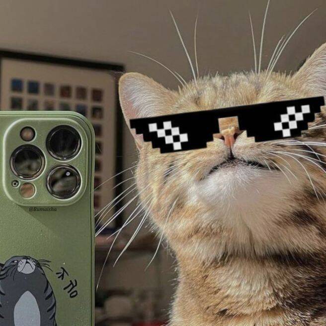 Funny Stylish Cat WhatsApp pfp Profile Picture