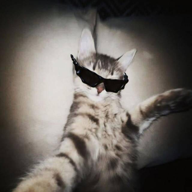 Funny Stylish Cat pfp Profile Picture for Whatsapp