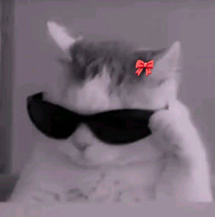 Funny Stylish Cat pfp Profile Picture