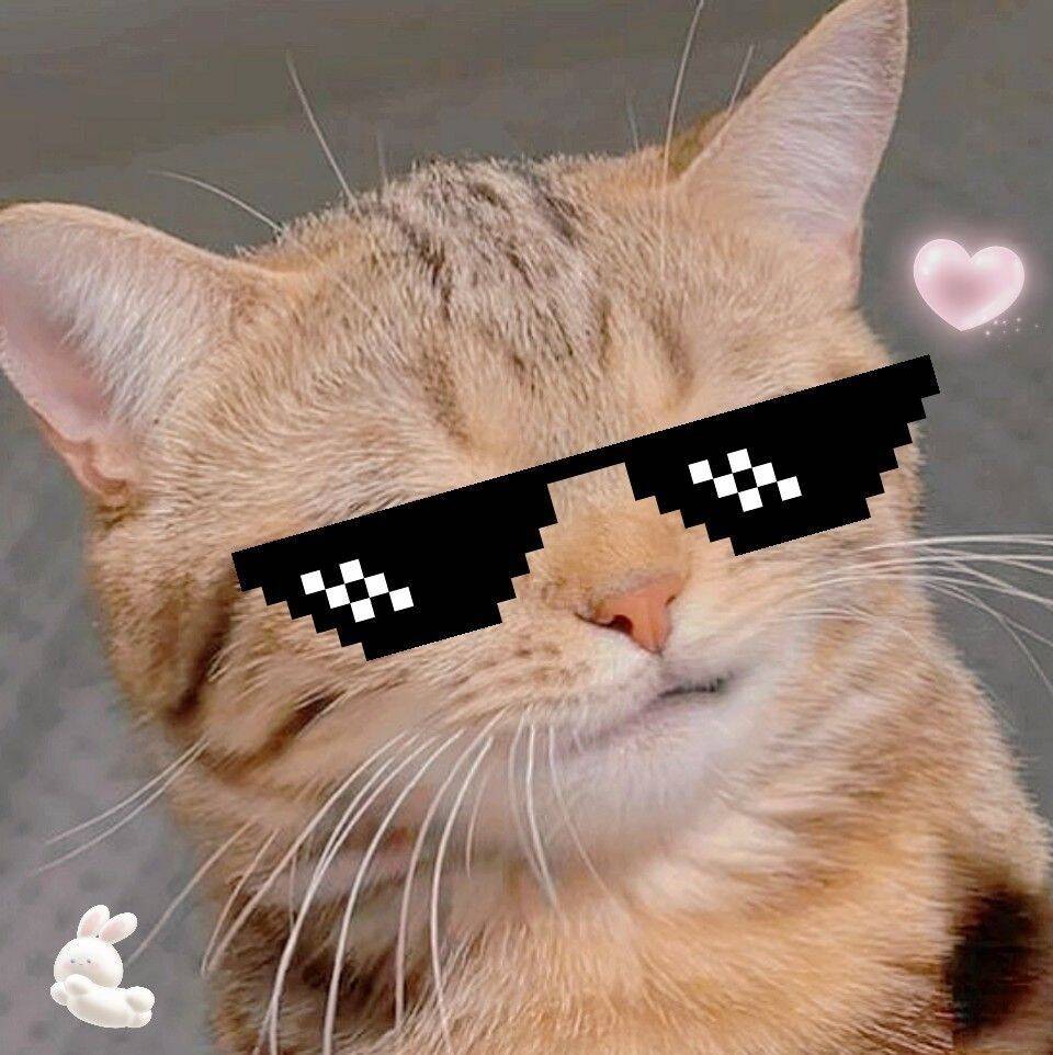 Funny Stylish Cat Instagram pfp Profile Picture