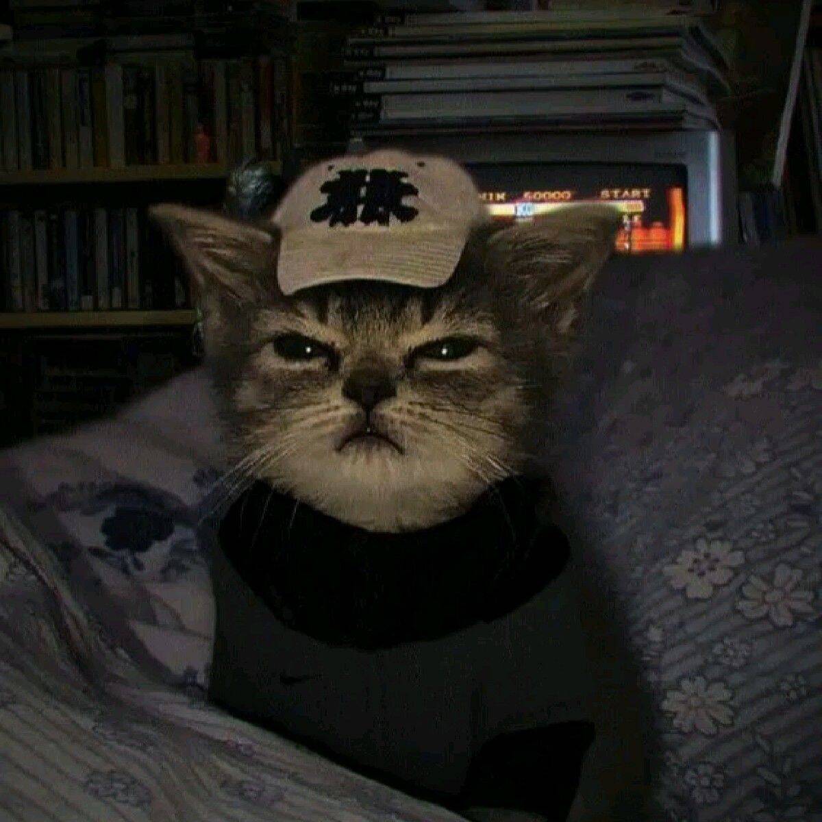 Funny Pfp Profile Picture of Stylish Cat for WhatsApp