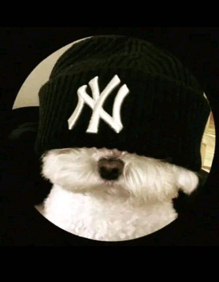 Funny Dog with Cap Whatsapp pfp Profile Picture