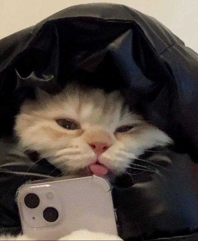 Funny Cat Pfp Profile Picture for WhatsApp
