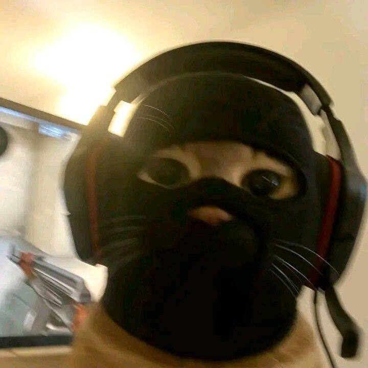Funny Cat Pfp Profile Picture with Headphones for WhatsApp