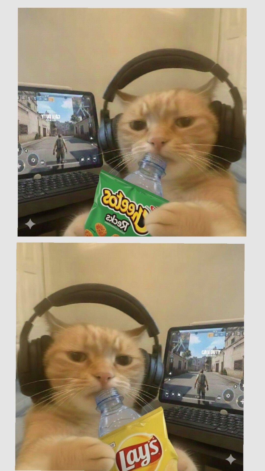 Gamer Cat with Snacks pfp Profile Picture for Matching Couple