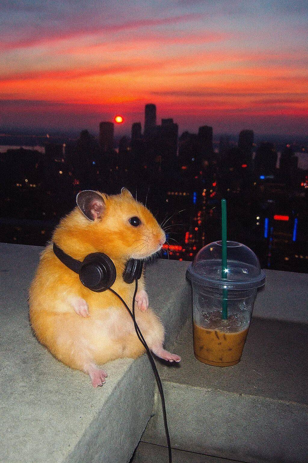 Funny pfp Profile Picture of Hamster with Headphones