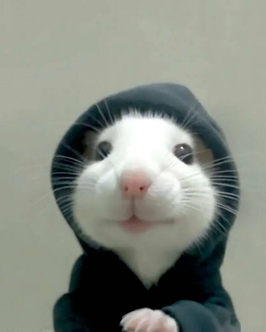 Funny pfp Profile Picture of Hamster with Hoodie