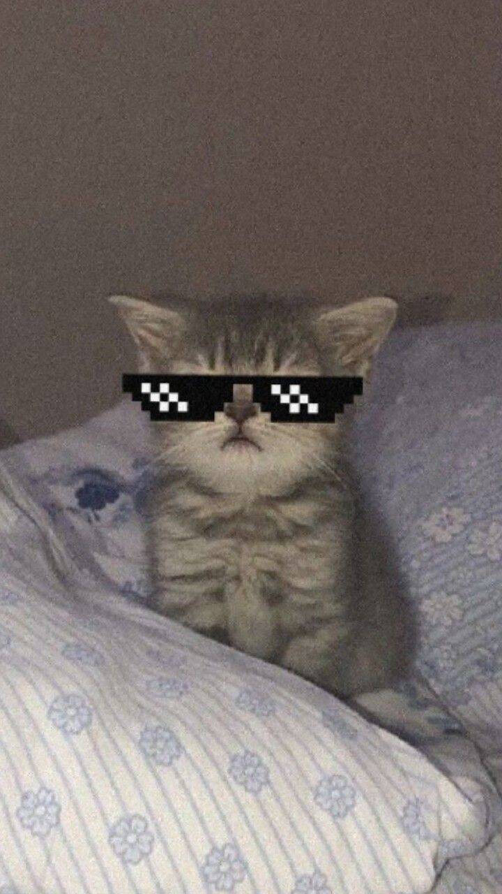 Funny pfp Profile Picture of Kitten with Pixel Sunglasses