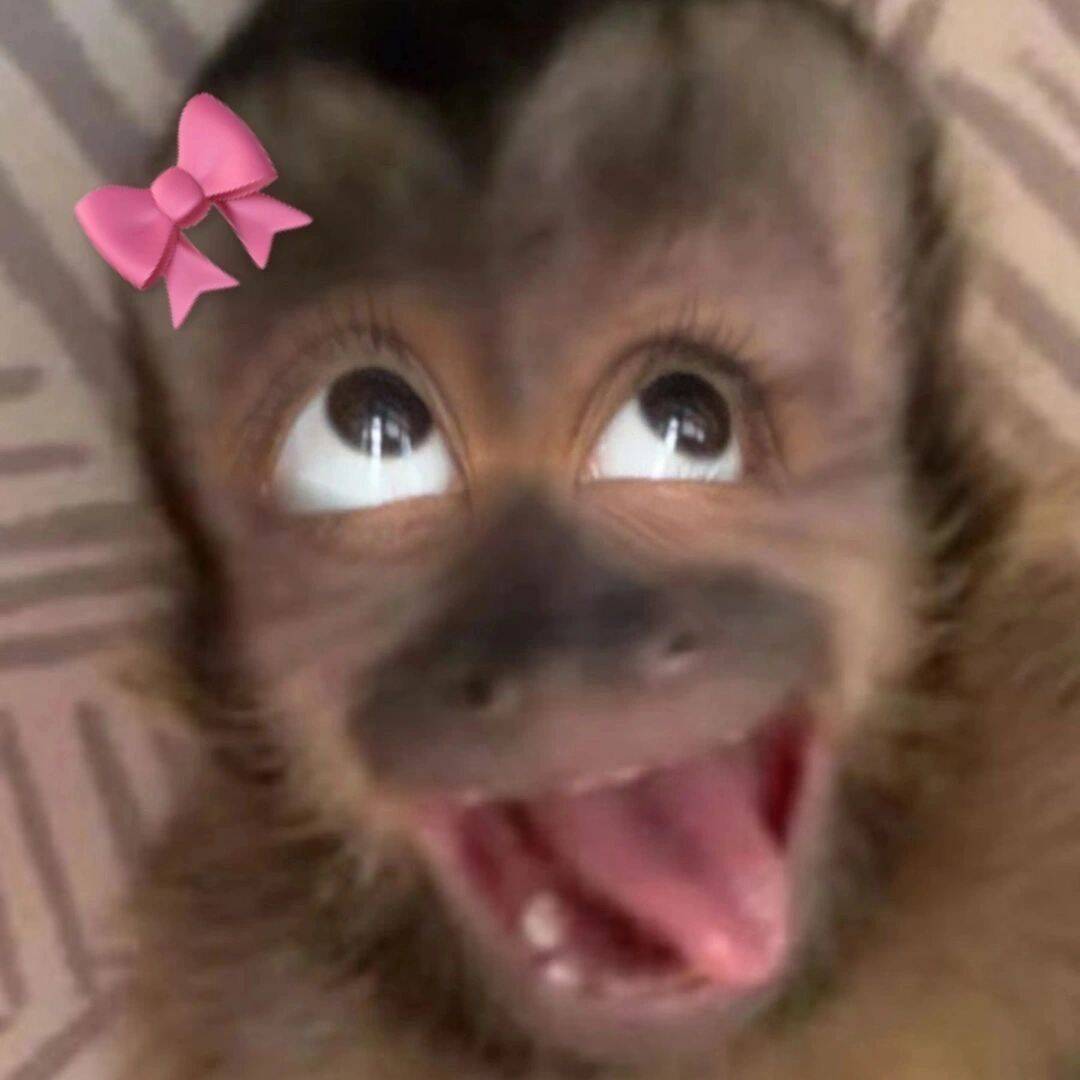 Funny pfp Profile Picture of Monkey with Pink Bow