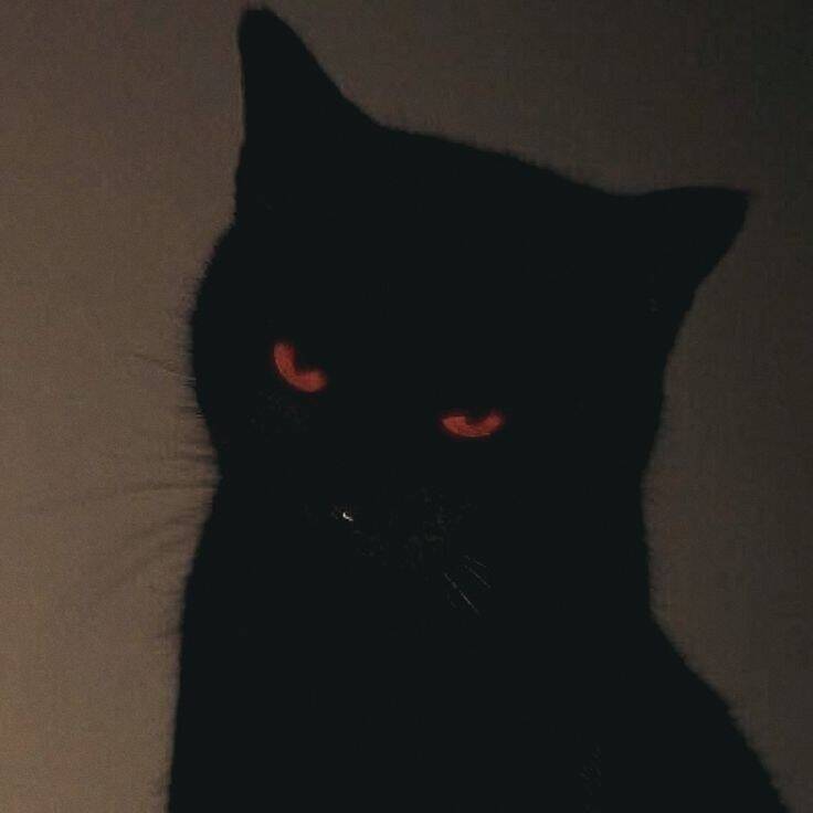 Mysterious Black Cat Instagram pfp Profile Picture