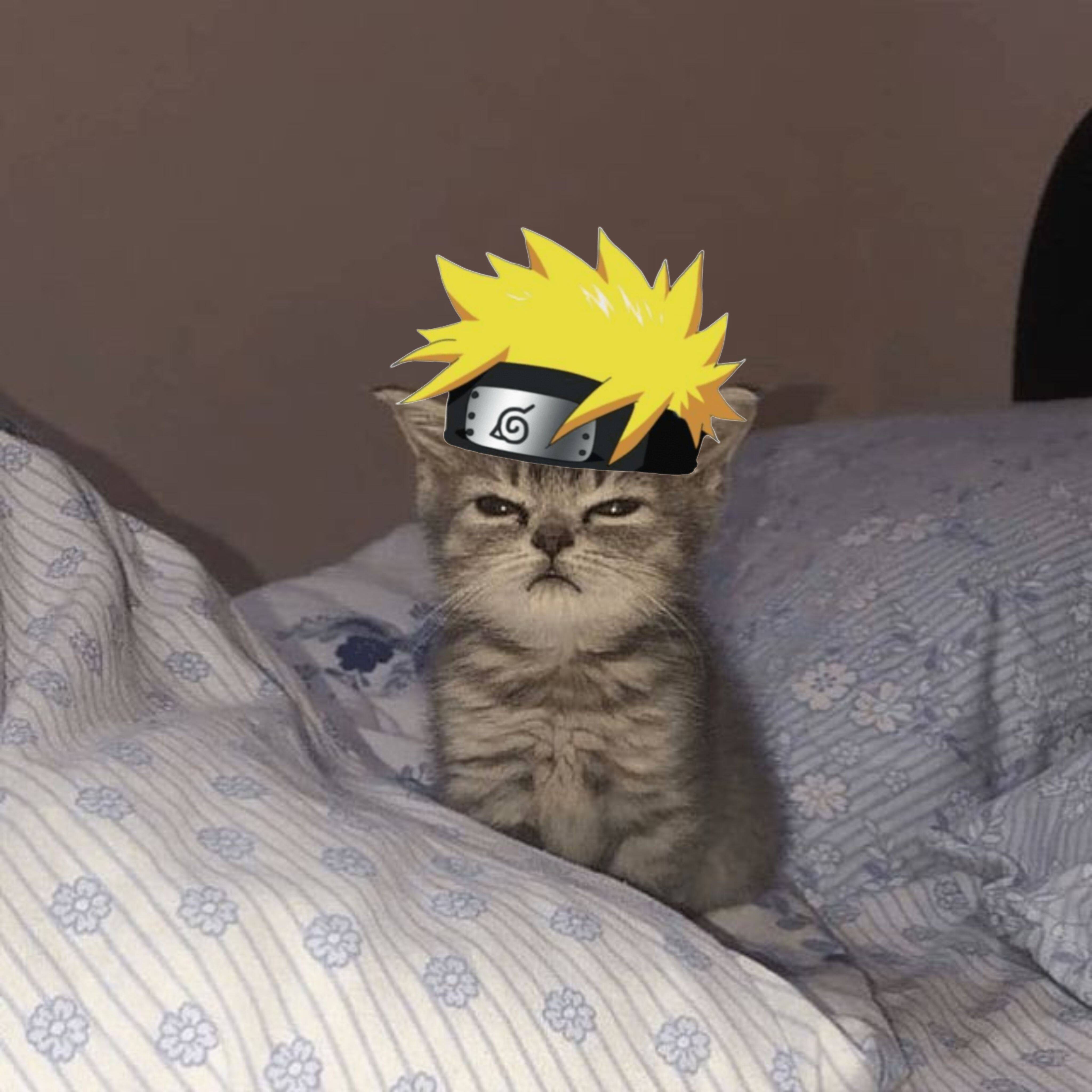 Naruto pfp Profile Picture Cute Kitten with Headband