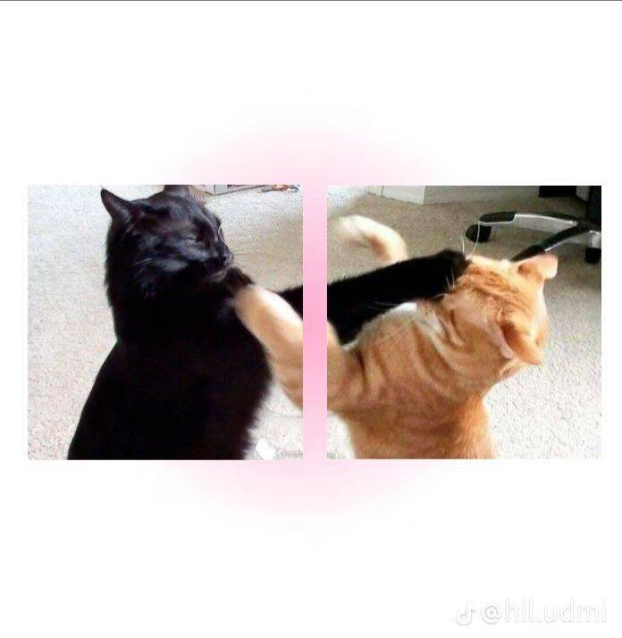 Playing Cats pfp Profile Picture for Matching Couple