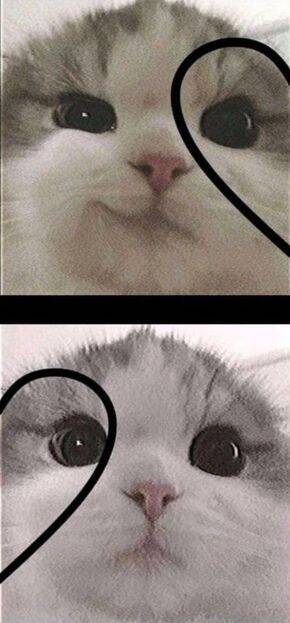 Cute Kittens Matching Couple pfp Profile Picture